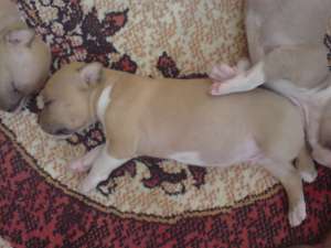 Vand pui amstaff