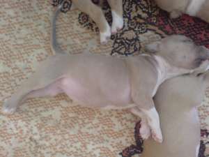 Vand pui amstaff