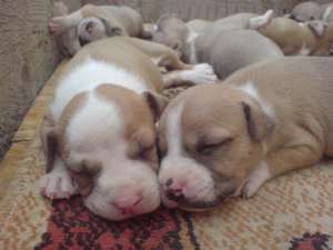 Vand pui amstaff