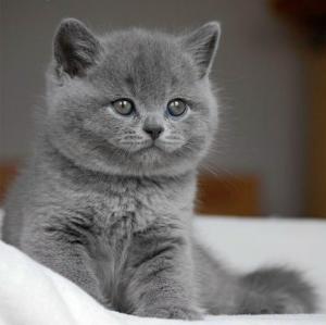 PISICI BRITISH SHORTHAIR DE VANZARE BUCURESTI BRASOV IASI ORADEA CONSTANTA TIMISOARA GALATI