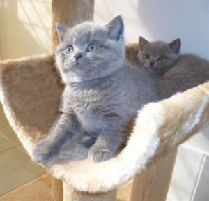 PISICI BRITISH SHORTHAIR DE VANZARE BUCURESTI BRASOV IASI ORADEA CONSTANTA TIMISOARA GALATI