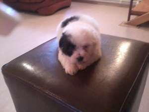 BICHON HAVANESE TOY-SUPEROFERTA 499 RON