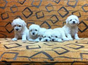 Caniche pitic