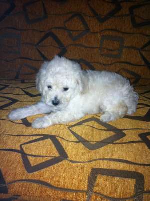 Caniche pitic
