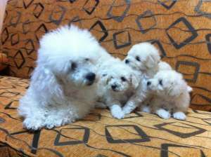 Caniche pitic