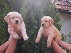 vand golden retriever