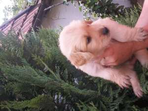 vand golden retriever