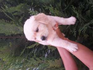 vand golden retriever