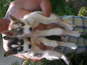 vand husky