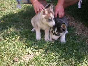 vand husky