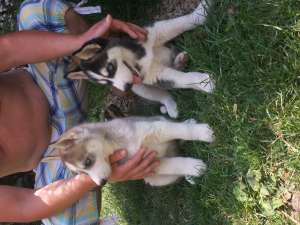 vand husky