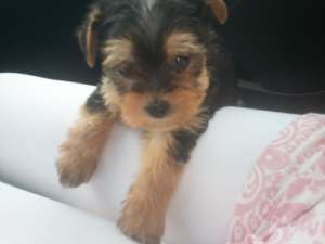 vand yorkshire terrier