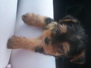 vand yorkshire terrier