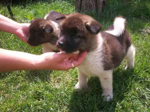 vand akita american