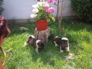 vand akita american