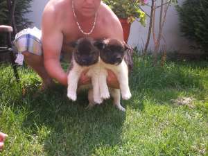vand akita american