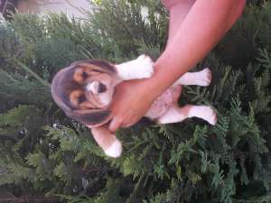 vand beagle