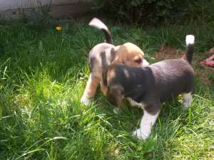 vand beagle