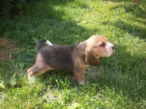 vand beagle