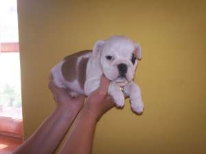vand bulldog englez