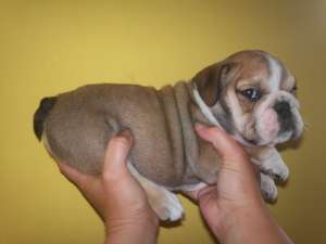 vand bulldog englez