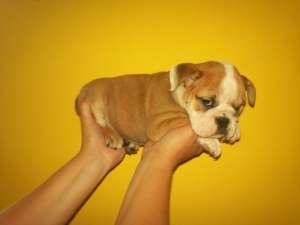 vand bulldog englez