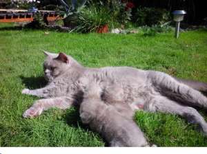 vand pisica british shorthair