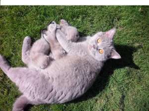 vand pisica british shorthair