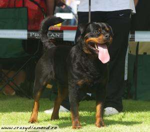 Ofer pentru monta Mascul Rottweiler