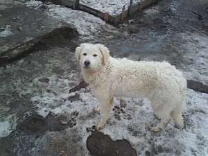 kuvasz de vanzare
