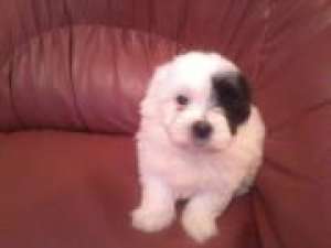 BICHON HAVANESE TOY-SUPEROFERTA 499 RON