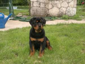 Canisa Rottmaster vinde pui rottweiler de calitate la preturi avantajoase