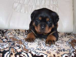 Canisa Rottmaster vinde pui rottweiler de calitate la preturi avantajoase