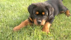 Canisa Rottmaster vinde pui rottweiler de calitate la preturi avantajoase