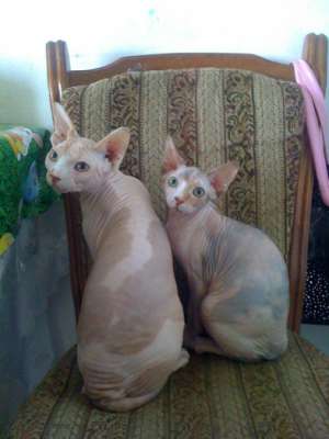 vand pereche sphynx