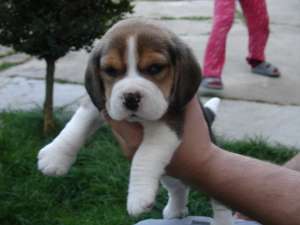 VAND CATEI BEAGLE CU PEDIGREE