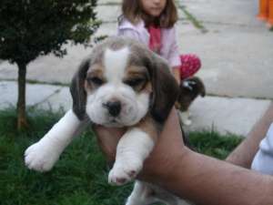 VAND CATEI BEAGLE CU PEDIGREE