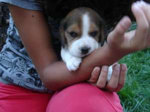 VAND CATEI BEAGLE CU PEDIGREE