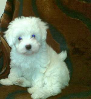 Vand pui bichon maltese albi imaculat