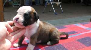 Vand pui boxer
