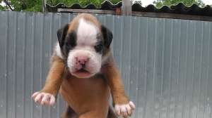 Vand pui boxer