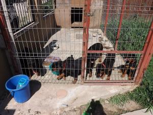 Vand pui de Rottweiler