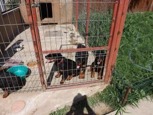 Vand pui de Rottweiler