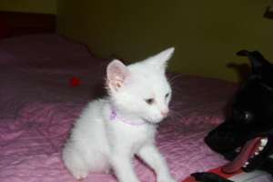 ofer spre adoptie pisoi alb