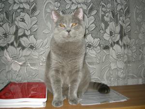 Ofer motan Bittish Shorthair pentru imperechere