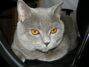 Ofer motan Bittish Shorthair pentru imperechere