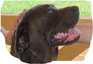 cane corsp