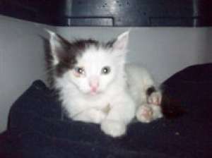Vand motanel Maine Coon