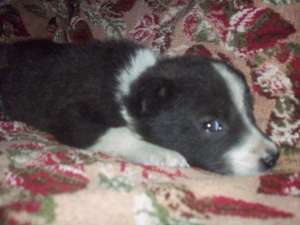 Vand catelusa Border Collie