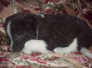 Vand catelusa Border Collie